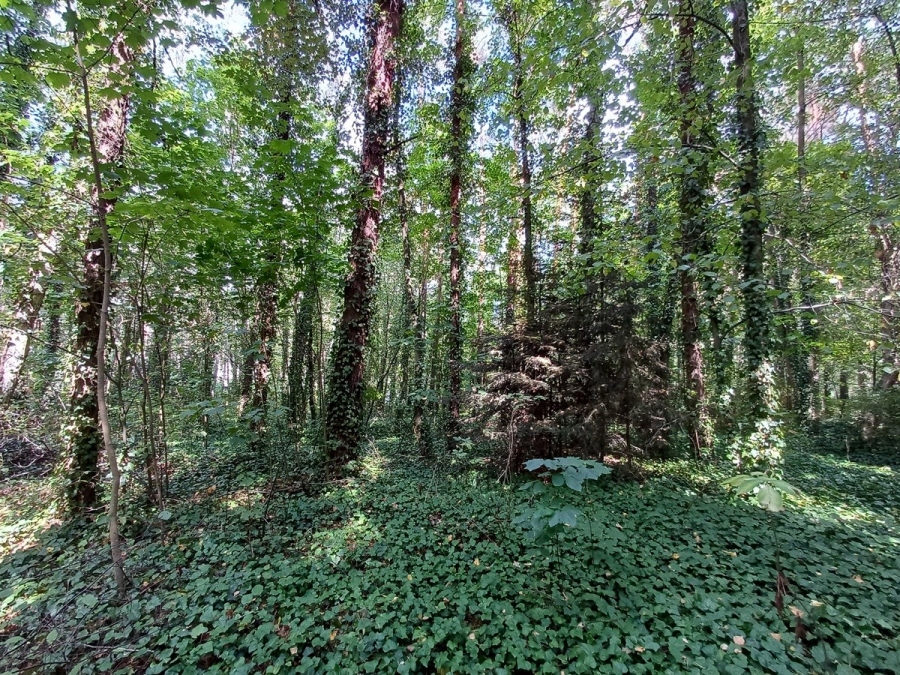 Działka leśna letniskowa Wilkowyja